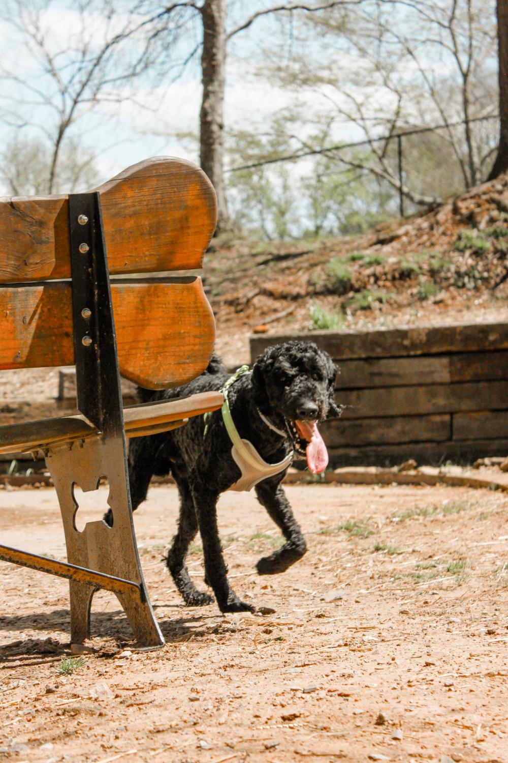 off leash park